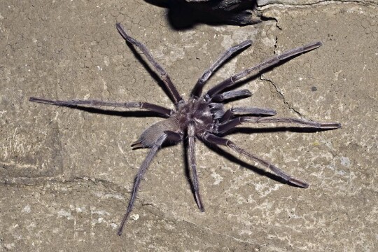 tarantula