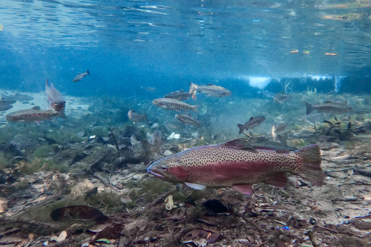 Rainbow trout swimming in natural waters. 