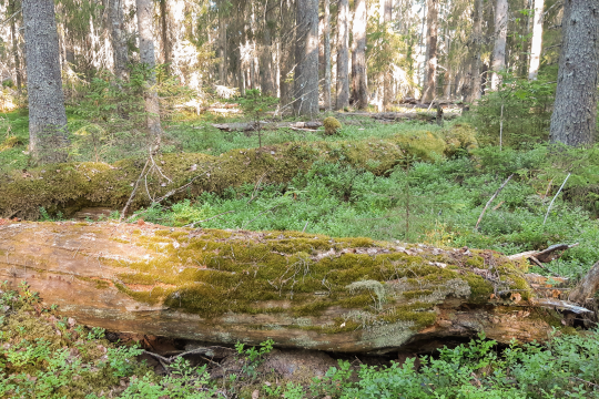 Lahopuumetsää Luonto2100-rahaston suojelumetsäalueella