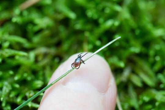 UUTISKUVA puutiainen 39