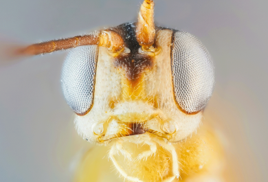 lähikuvassa pistiäisen kasvot edestäpäin kuvattuna