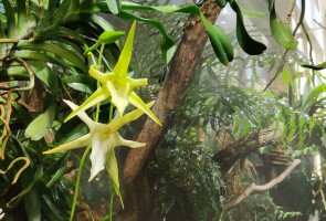 Orkideoja kasvitieteellisessä puutarhassa Ruissalossa