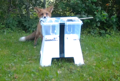 Kuvassa kettu tutkii isoa muovilaatikkoa, jonka sisään on laitettu eläinten ruokaa houkuttimeksi. Kettu on laatikon takana ja nuuhkii laatikon kantta. Riistakameralla otettu kuva.