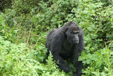 female mountain gorilla walking in the forest in Bwindi Impenetrable National Park, Uganda