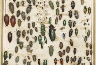 neulattuja kuoriaisia