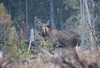 Naarashirvi ja hirven vasa kuvattuna syksyisessä metsässä, molemmat seisovat sivuttain kameraa kohden ja katsovat kohti kameraa