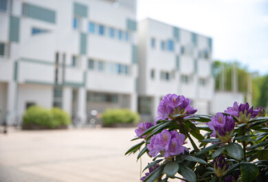 Kukkivia alppiruusuja, taustalla Arcanum