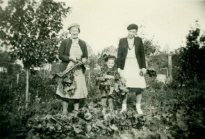 Kolme sukupolvea maasta nostettujen nauriiden äärellä Kupittaan siirtolapuutarhassa vuonna 1942