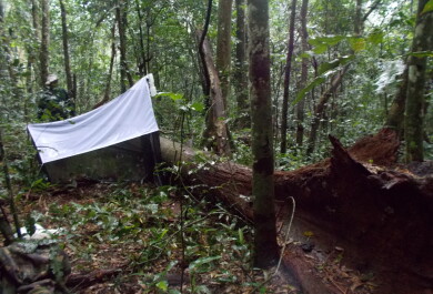 Tropical rain forest in Kibale National Park. The tent-like structure is a Malaise trap, which is used in entomological field research.