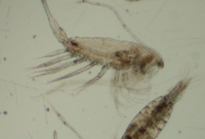 eläinplankton lähikuvassa