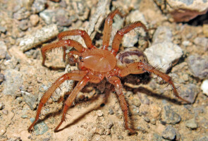 Lachesana perseus -hämähäkki löytyi Iranista. Sukuun kuuluvien hämähäkkien myrkyissä on aineosia, joita on tutkittu mahdollisina syöpälääkkeinä. 