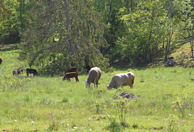 Aurinikoinen keskikesän maisema vehreältä niityltä, jolla laiduntaa lehmiä