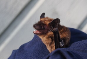 Pohjanlepakko (Eptesicus nilssonii) on yleisin lepakko Suomessa. / Northern bat, the most common bat in Finland (Eptesicus nilssonii)