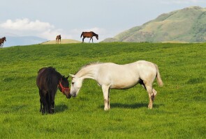 Kaksi hevosta kohtaamassa toisensa laitumella