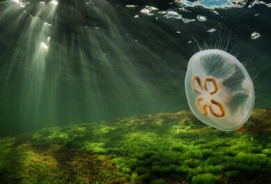 vedenpinnan alapuolelta otettu kuva jossa näkyy merikasvillisuutta merenpohjassa, tummaa vettä jossa pinnalta tulevia valonheijastuksia ja etualalla lipuva meduusa