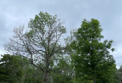 Kuvassa kaksi saarnipuuta vierekkäin Seilin saarella. Toinen on terve, vehreä ja täynnä lehtiä, toinen on sairas ja siinä on lehtiä harvakseltaan.