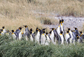 Pingviinejä Etelämantereella.