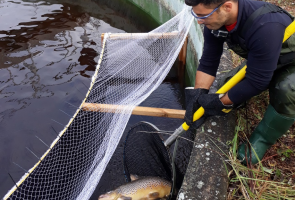 Luca Pettinau catching an adult brown trout in the Enonkoski facility