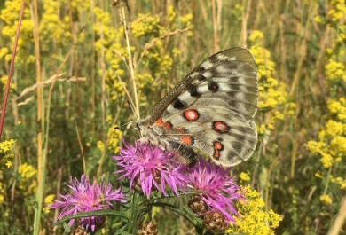 Apolloperhonen ohdakkeessa niityllä.
