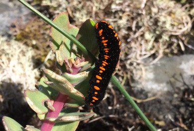 Apolloperhosen mustaoranssi toukka isomaksaruoholla.