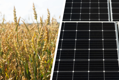 Kaksi valokuvaa yhdistävä kuvituskuva, jossa taustalla näkyy aurinkoista kesäistä viljapeltoa ja puolet kuvasta täyttää lähikuva aurinkopaneeleista
