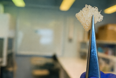 Pieni ohut näyte luusolukkoa pinseteissä