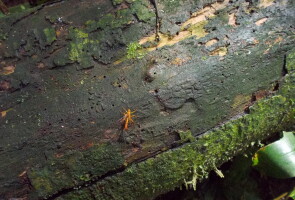 Epirhyssa ghesquierei -lajin koiras laholla puunrungolla Ugandassa