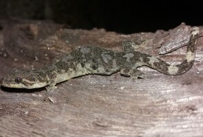 . Lepidodactylus laticinctus-gekko 