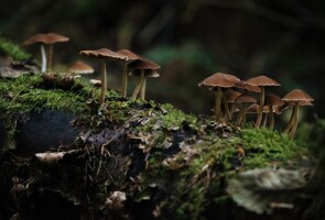 sieniä metsässä / mushrooms in a forest
