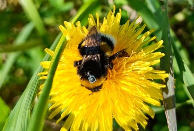 Kimalainen voikukassa, selässään pieni tunniste.