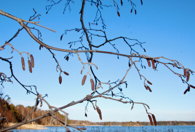 Lepän oksia ja norkkoja aurinkoisena kevätpäivänä, taustalla näkyy kirkkaansininen taivas, sekä alareunassa näkyy meren rantaa, kaislikoita ja rannoilla metsää. puissa ei ole vielä lehtiä.