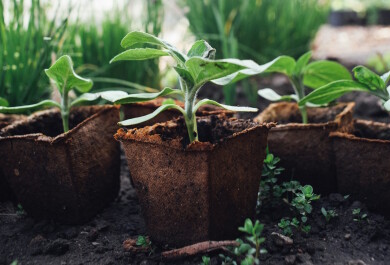 Kasvien taimia ulkona rasioissa.