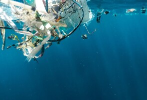 Plastic pollution and juvenile fish.