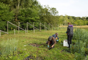 Kolme tutkijaa keräämässä kasvinäytteitä kasvimaalla kesällä, taustalla metsää.