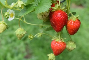 puutarhamansikka / garden strawberry