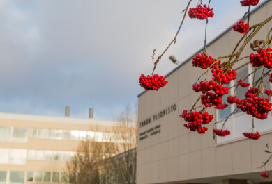 Turun yliopiston päärakennus syyspäivänä, edessä pihlajan oksa, jossa runsaasti marjoja..