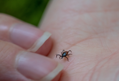 puutiainen kävelee ihmisen kämmenellä