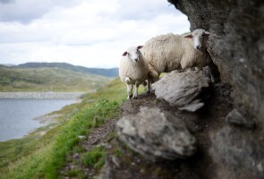 Kaksi epäluuloista lammasta kallion reunalla, taustalla vesialue