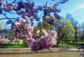 Pink cherry blossoms with Turku Cathedral in the background