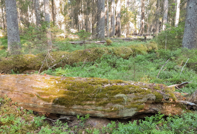 Lahopuumetsää Luonto2100-rahaston suojelumetsäalueella