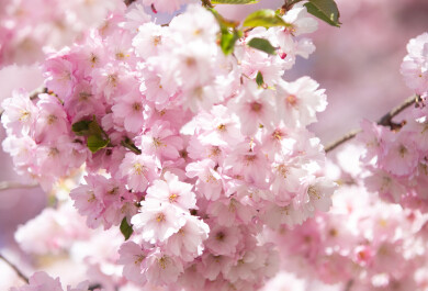 UUTISKUVA Kirsikkapuut kukassa 9