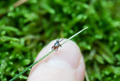 UUTISKUVA puutiainen 39