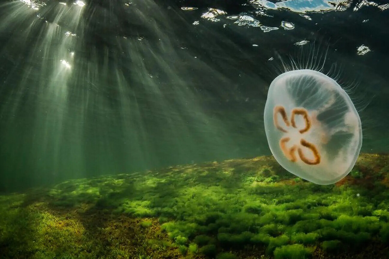 vedenpinnan alapuolelta otettu kuva jossa näkyy merikasvillisuutta merenpohjassa, tummaa vettä jossa pinnalta tulevia valonheijastuksia ja etualalla lipuva meduusa