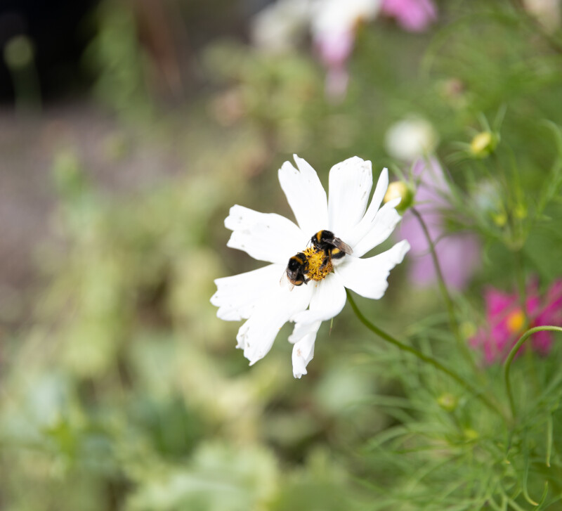A bee on a flower