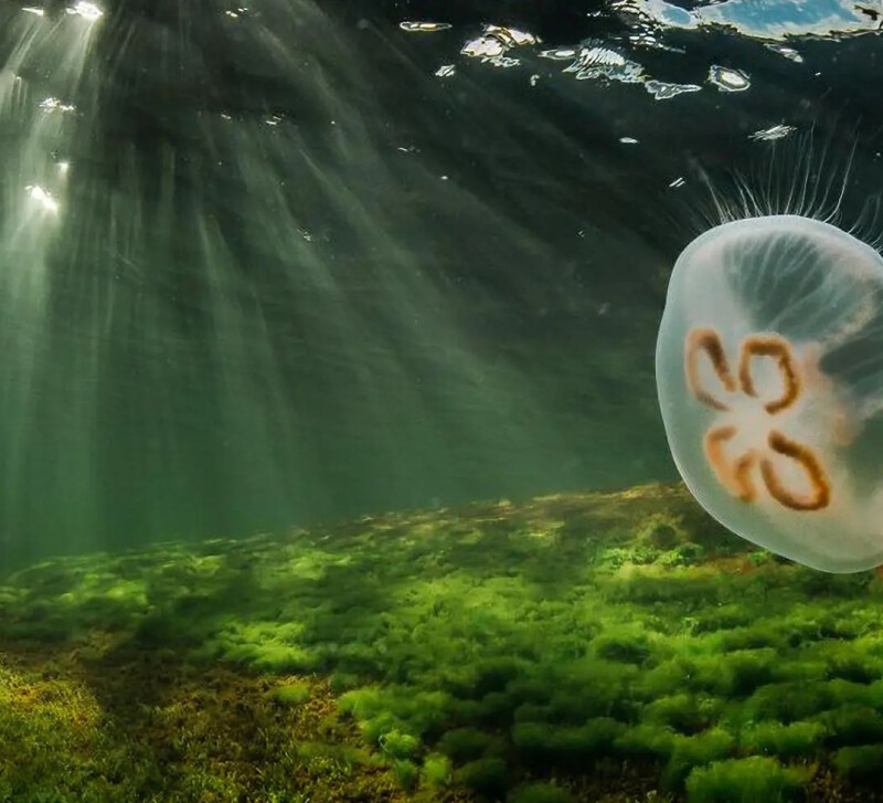 vedenpinnan alapuolelta otettu kuva jossa näkyy merikasvillisuutta merenpohjassa, tummaa vettä jossa pinnalta tulevia valonheijastuksia ja etualalla lipuva meduusa
