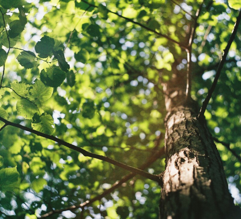 TSE for sustainable futures kuvituskuva